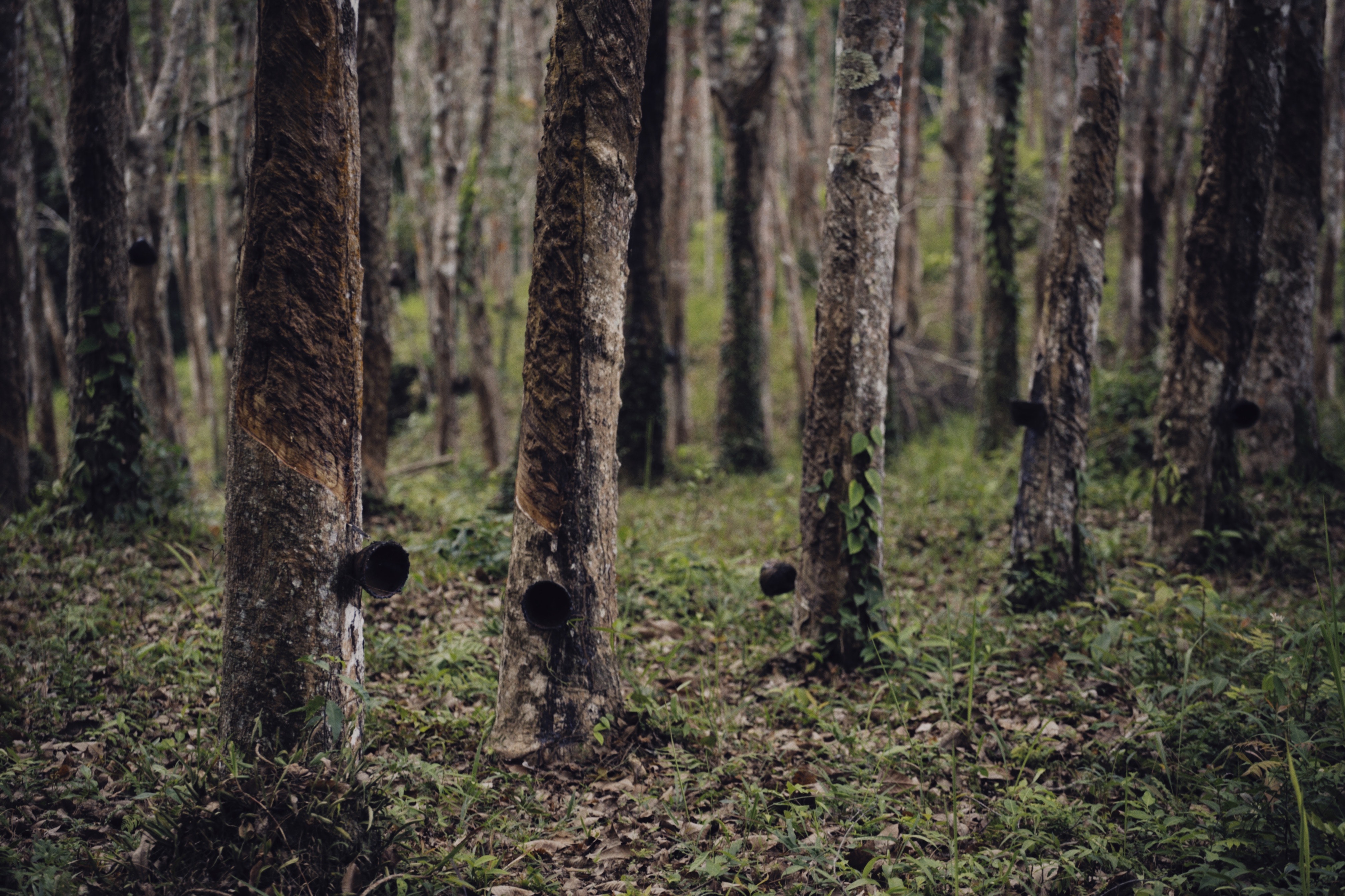 Malaysia’s TH Plantations Issues Perpetual Sukuk Worth MYR 300 Million Under Sukuk Wakalah Programme