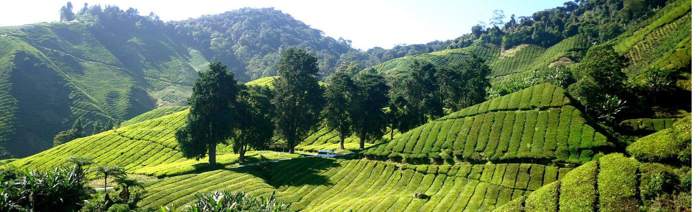 A Watershed Moment for Islamic Finance and Climate Change?