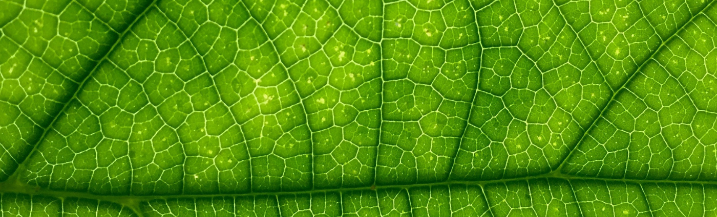 Green bonds aren’t leading to firm-wide carbon reductions, but they are a start