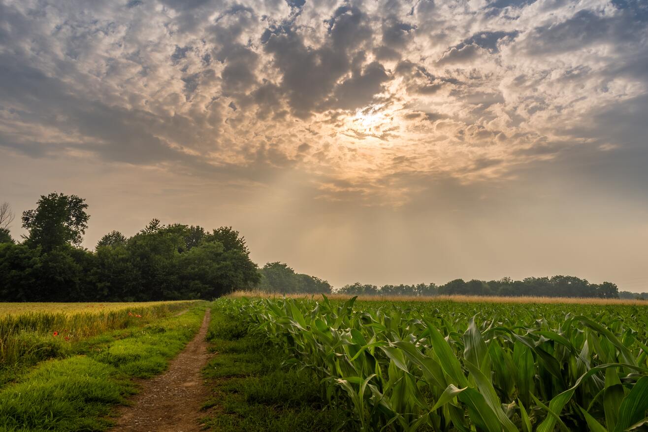 IsDB to Disburse USD 150 Million for Development of Special Agro-Processing Zones in Nigeria 