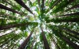 As Net Zero Financial Institutions Raise Their Ambitions, They Shouldn’t Lose the Forest for the Trees